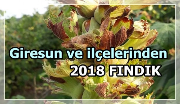 2018 FINDIK Bahçelerinden Kareler..