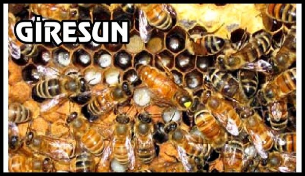 Giresun’da Ana Arı Üretim Kapasitesi Artıyor
