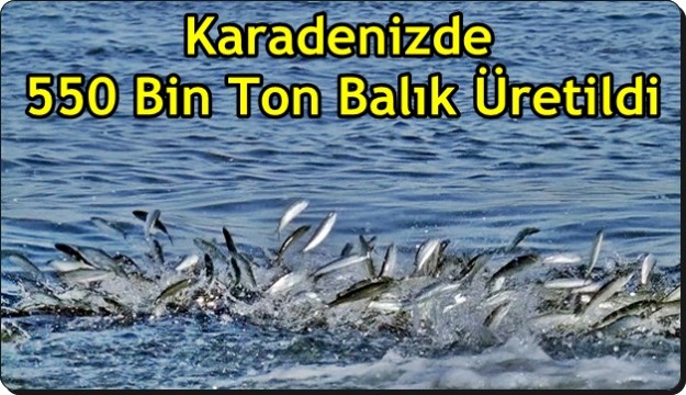 Karadenizde 550 Bin Ton Balık Üretildi 