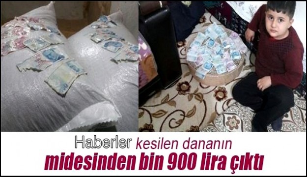 KESTİĞİ DANA'NIN MİDESİNDEN BİN 900 LİRA ÇIKTI