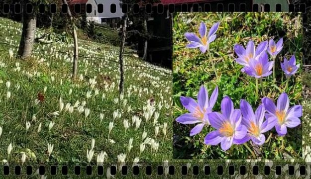 ​ Sis Dağı Yaylası Vargit Çiçekleriyle Bir Başka Güzel
