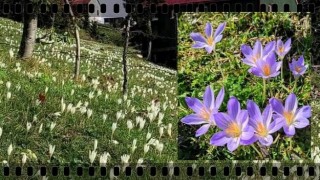 ​ Sis Dağı Yaylası Vargit Çiçekleriyle Bir Başka Güzel
